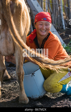 mongolian woman milking a cow Stock Photo - Alamy