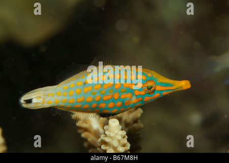 Longnose Filefisch Oxymonacanthus longirostris Alor Lesser Sunda Islands Indo Pacific Indonesia Stock Photo