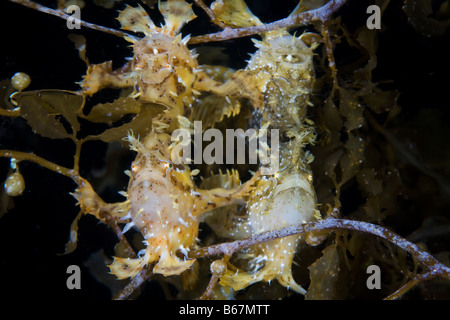 Two Sargassum Frogfishes mirroring in Watersurface Histrio histrio Raja Ampat West Papua Indonesia Stock Photo