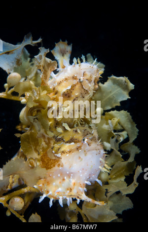 Sargassum Frogfish mirroring in Watersurface Histrio histrio Raja Ampat West Papua Indonesia Stock Photo