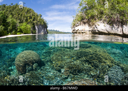 Healthy Corals in shallow Water Raja Ampat West Papua Indonesia Stock Photo