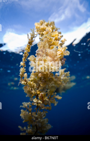 Sargassumfish camouflages in floating Algae Histrio histrio Raja Ampat West Papua Indonesia Stock Photo