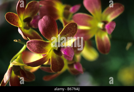 Close up of orchids in the Garden of the Sleeping Giant, Viti Levu, Fiji, South Sea