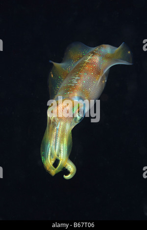 squid mediterranean vulgaris kas loligo turkey sea antalya alamy night