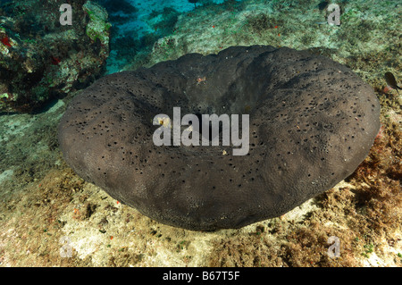 Black Sponge, Ircinia muscarum, Kas, Antalya, Mediterranean Sea, Turkey  Stock Photo - Alamy