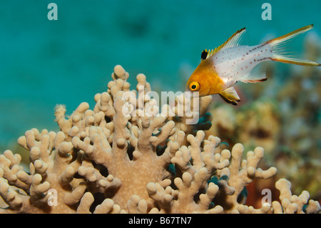 Juvenile Lyretail Hogfish Bodianus anthioides Marsa Alam Red Sea Egypt Stock Photo