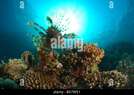 Lionfish over Reef Pterois volitans Fury Shoals Marsa Alam Red Sea Egypt Stock Photo