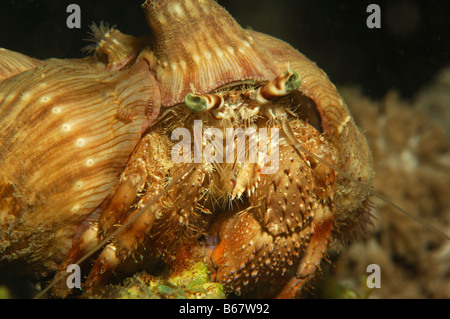 Anemone Hermit Crab Dardanus diogenes Fury Shoals Marsa Alam Red Sea Egypt Stock Photo