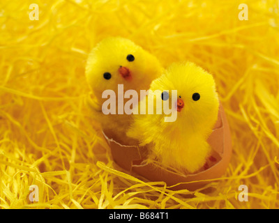 Two Easter Chicks in Broken Eggshell Stock Photo