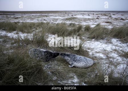 Grey seal mother and pup Halichoerus grypus in the snow Stock Photo