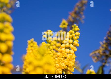 Mahonia x media Winter Sun M japonica x lomariifolia Stock Photo