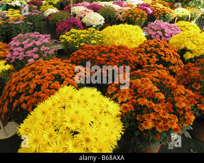 Daisies Chrysanthemum hybr. Luchon France Stock Photo