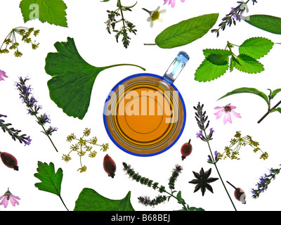 Medicinal plants infusion Stock Photo