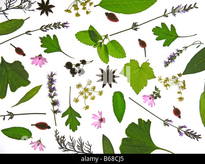 Medicinal plants still life Stock Photo