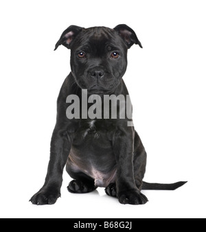 puppy Staffordshire Bull Terrier 2 months in front of a white background Stock Photo