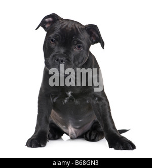 puppy Staffordshire Bull Terrier 2 months in front of a white background Stock Photo