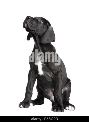 puppy Great Dane 2 months in front of white background Stock Photo