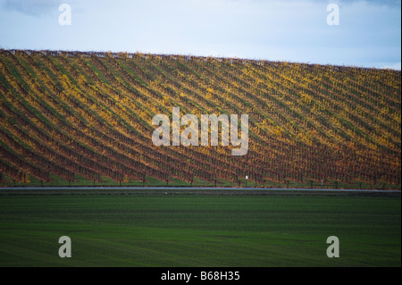 Vineyard in yellow autumnal colors with a road and fields of grass Stock Photo