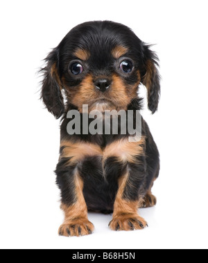 Cavalier King Charles puppy 7 weeks in front of a white background Stock Photo