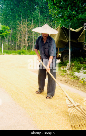 Farmer turning grain in a field, Zhigou, Shandong Province, China Stock Photo