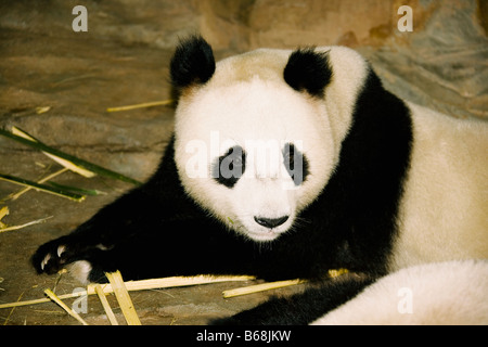 Close-up of a panda sitting in a zoo, Xiangjiang Safari Park, Guangzhou, Guangdong Province, China Stock Photo