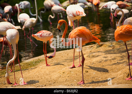 Flamingoes at a riverside, Xiangjiang Safari Park, Guangzhou, Guangdong Province, China Stock Photo