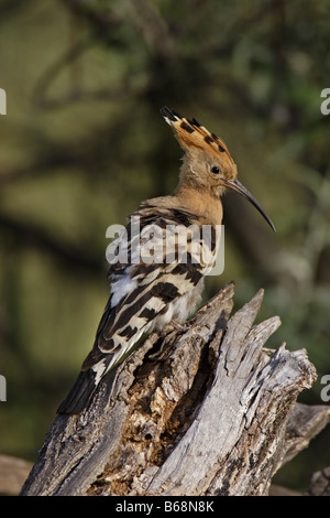 Wiedehopf Upupa epops hoopoe bird rackenvogel