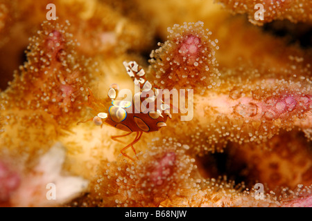 Anemone shrimp thor amboinensis Squat shrimp waving it s tail to gain attention Stock Photo