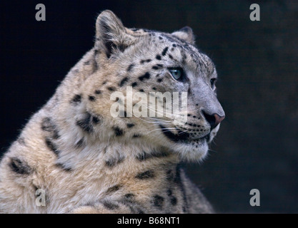 Snow Leopard (Uncia uncia) in profile, Marwell Zoo, Hampshire, England. Stock Photo