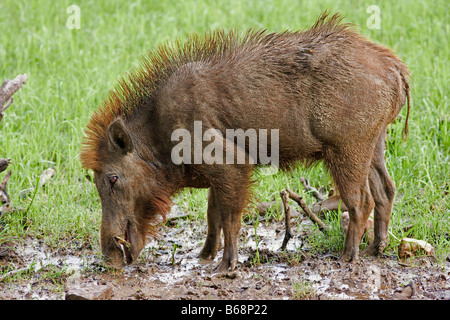 Indian Wild Boar (Sus scrofa) Stock Photo