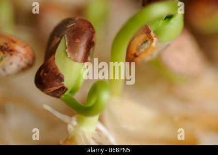 Pinto bean sprouting Stock Photo