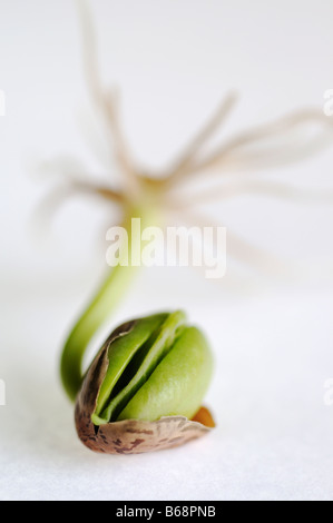 Pinto bean sprouting Stock Photo