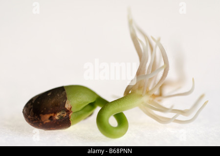 Pinto bean sprouting Stock Photo