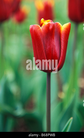 Tulipa Abu Hassan Stock Photo