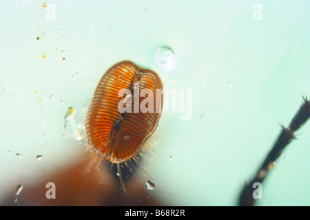 Bluebottle Fly, Calliphora erythrocephala . Underside view of open tongue sucking water Stock Photo