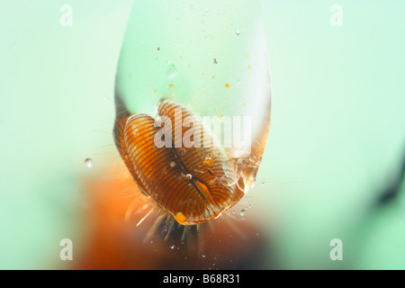 Bluebottle Fly, Calliphora erythrocephala . Underside view of open tongue sucking water Stock Photo