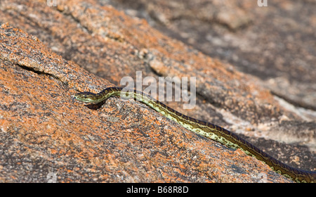 A Southern Carpet Python (Morelia spilota imbricata) on granite rock in Cape Le Grand National Park, Western Australia Stock Photo