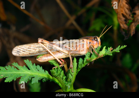 Migratory locust, Locusta migratoria, Africa Stock Photo - Alamy