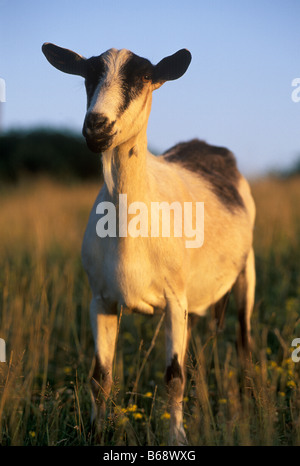 French Alpine Goat Stock Photo