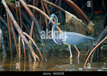 A tri colored heron wades among the roots of mangrove trees in the everglades of Florida. Stock Photo