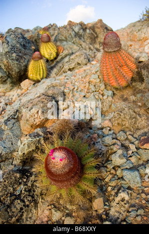Popes Head Turks cap Barrel Cactus St. John USVI Stock Photo
