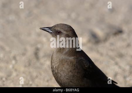 Euphagus cyanocephalus, Brewer's Blackbird. Taken on the Pacific Coast, California, USA Stock Photo