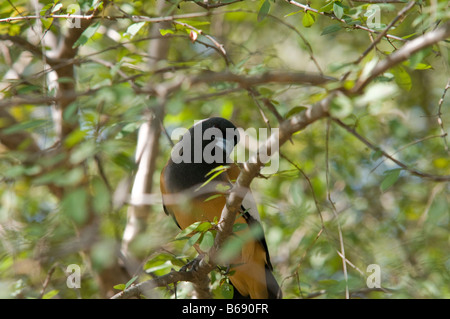 Rufous Treepie. Ranthambore National Park. Rajasthan. India Stock Photo