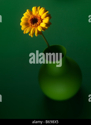 yellow Gerbera daisy in green vase on a green background Stock Photo