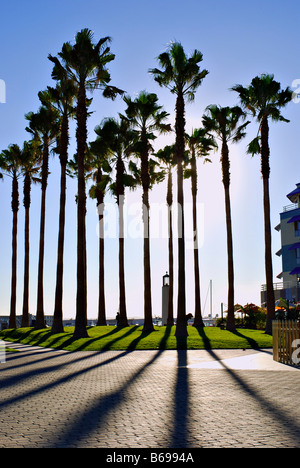 Cluster of palm trees casting shadows from the sun at Jack London Square, Oakland, California Stock Photo