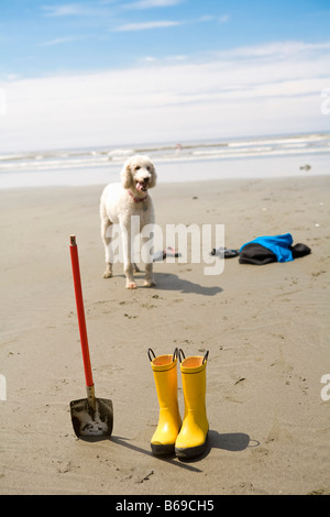 Rubber boots and a shovel in front of a poodle dog on the beach, Washington State, USA Stock Photo