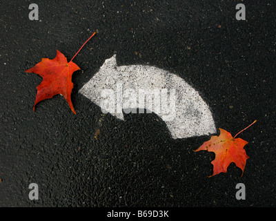 Curved white arrow on pavement and autumn leafs. Stock Photo