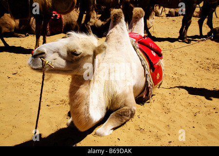 Bactrian camels (Camelus bactrianus) in a desert, Kubuqi Desert, Inner Mongolia, China Stock Photo