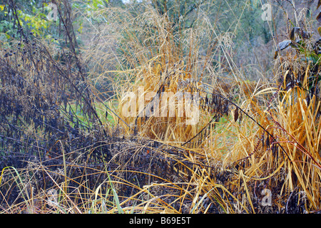 FOLIAGE OF MOLINIA CAERULEA ARUNDINACEA AND SOLIDAGO IN DECEMBER Stock Photo