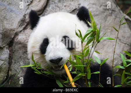 Adult panda bear (Ailuropoda melanoleuca) Stock Photo